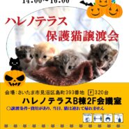 10/16(土）ハレノテラス保護猫譲渡会