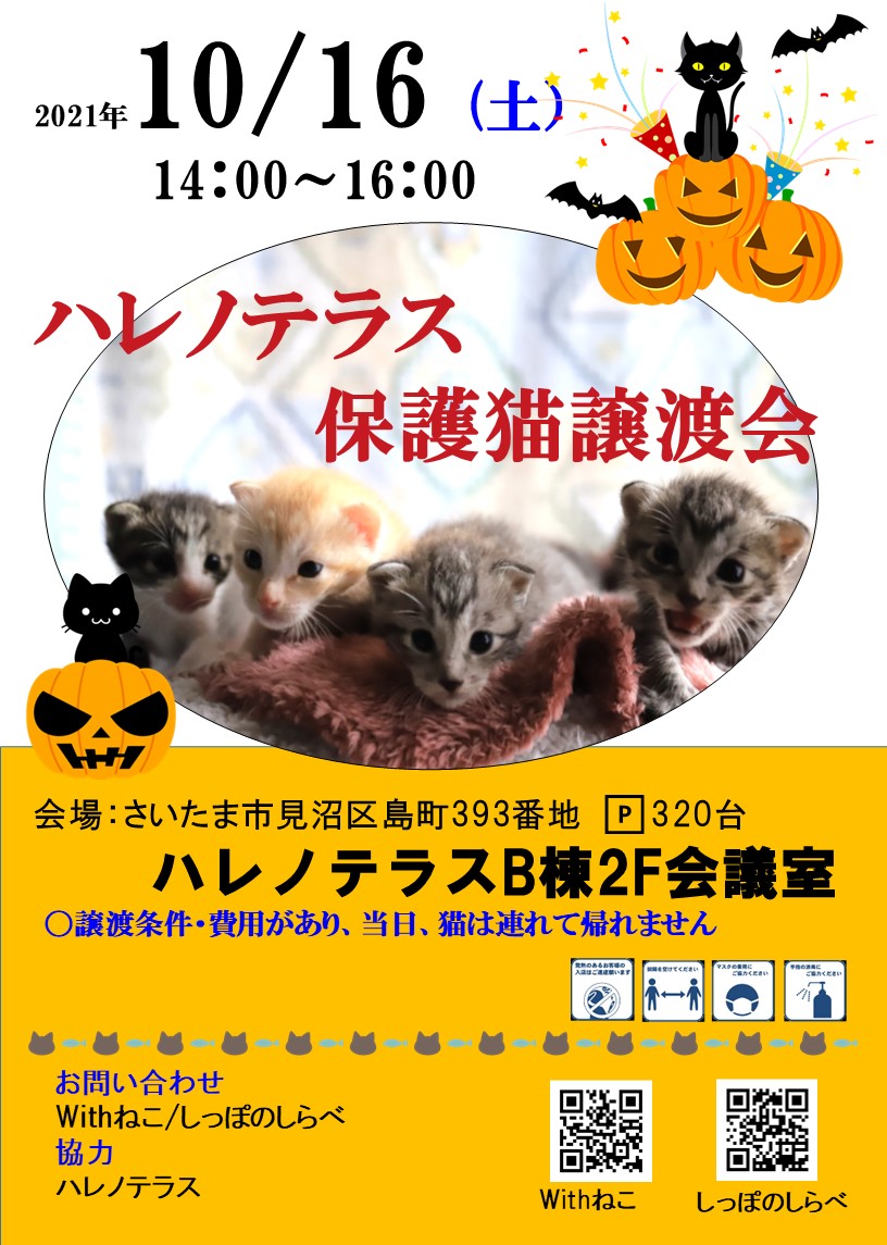 10/16(土）ハレノテラス保護猫譲渡会