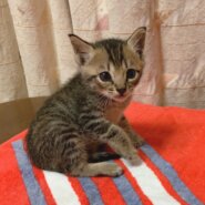甘えん坊のキジトラ子猫”ロン”くん