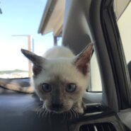 生後4ヶ月前後の子猫(女の子)