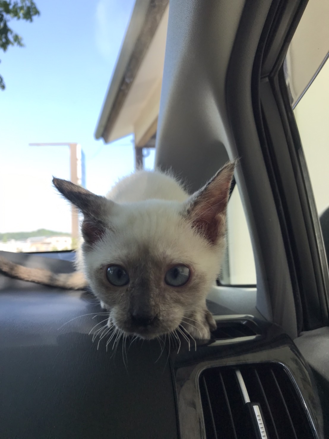 生後4ヶ月前後の子猫(女の子)