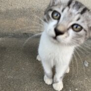 【代理投稿】生後2ヶ月くらいのサバ白男の子