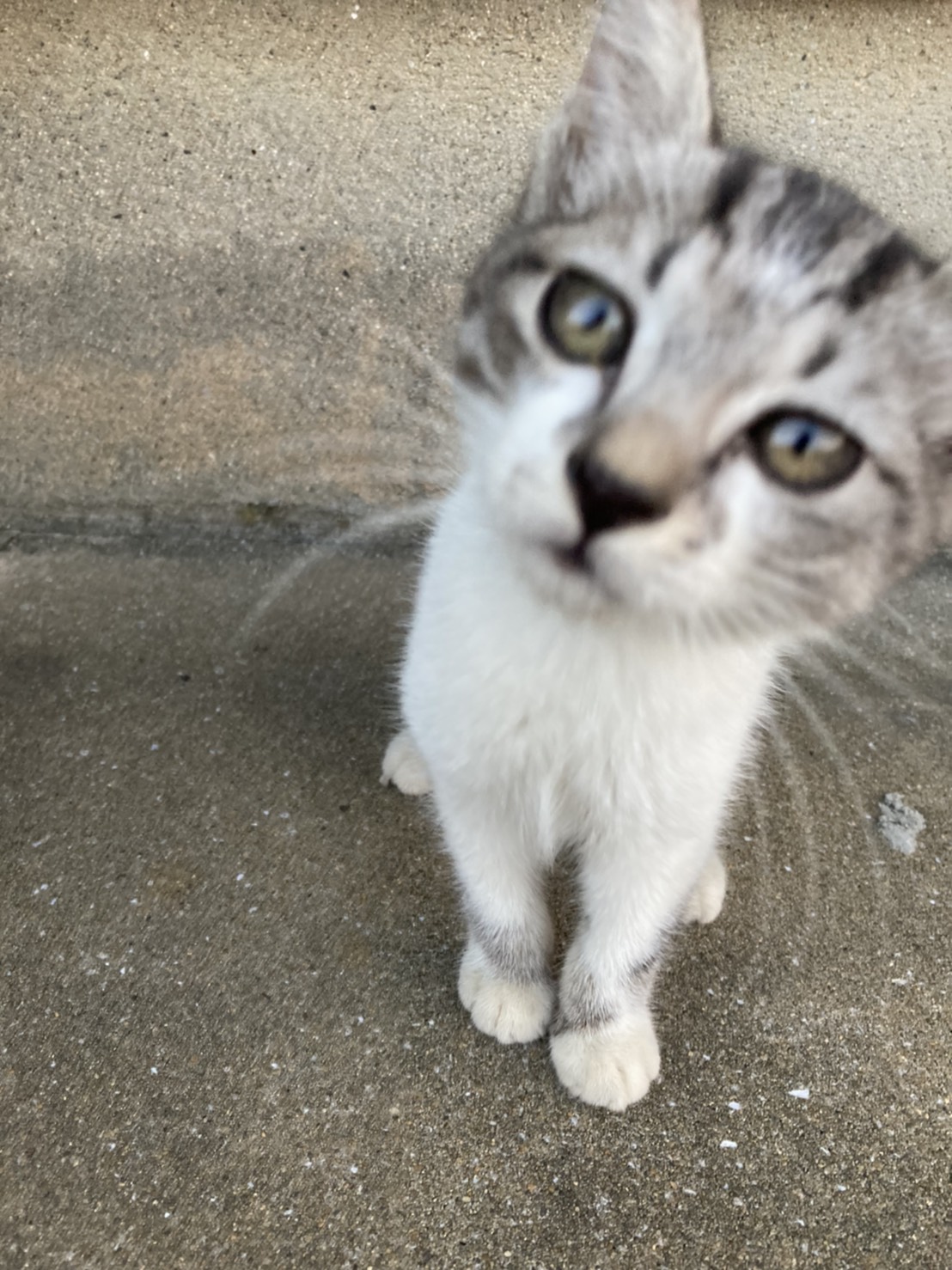 【代理投稿】生後2ヶ月くらいのサバ白男の子