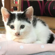 里親様決定しました。ありがとうございました。