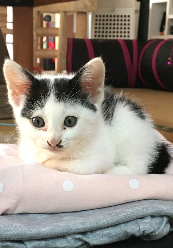 里親様決定しました。ありがとうございました。