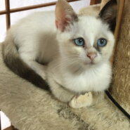 里親様決定しました。ありがとうございました。