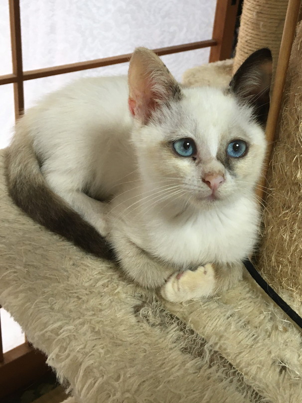 里親様決定しました。ありがとうございました。