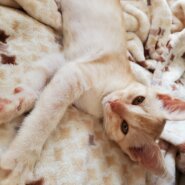 8/24保護 生後2ヶ月 茶トラの男の子