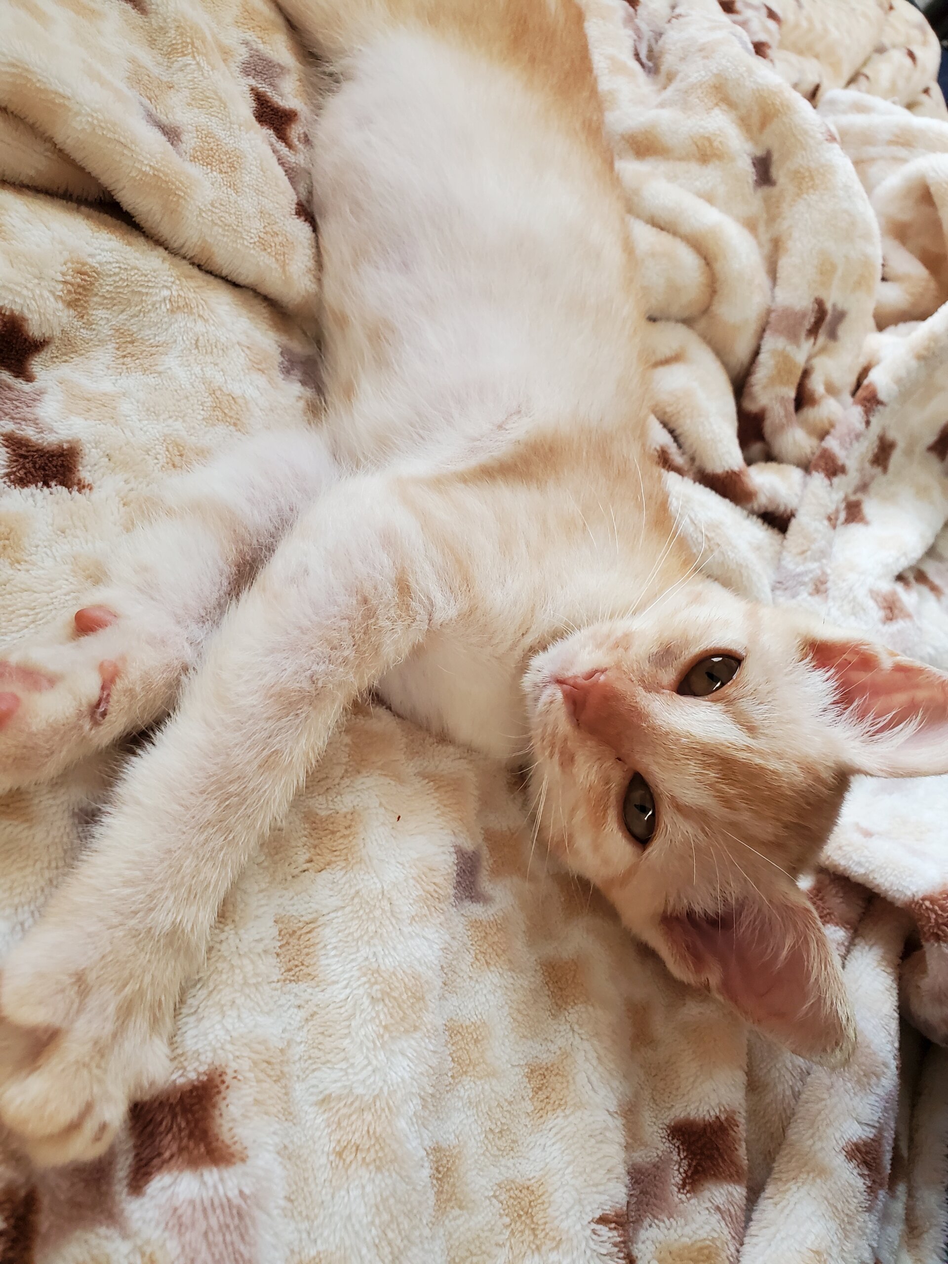 8/24保護 生後2ヶ月 茶トラの男の子