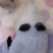 左側に天使の羽根❣️里親様決定