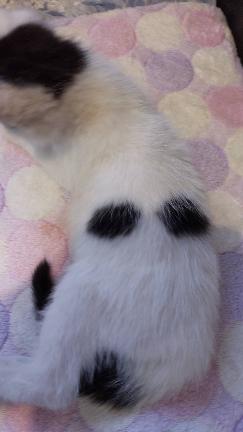 左側に天使の羽根❣️里親様決定