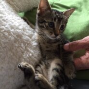 里親様決定❣️幼いお顔の可愛い子ちゃん