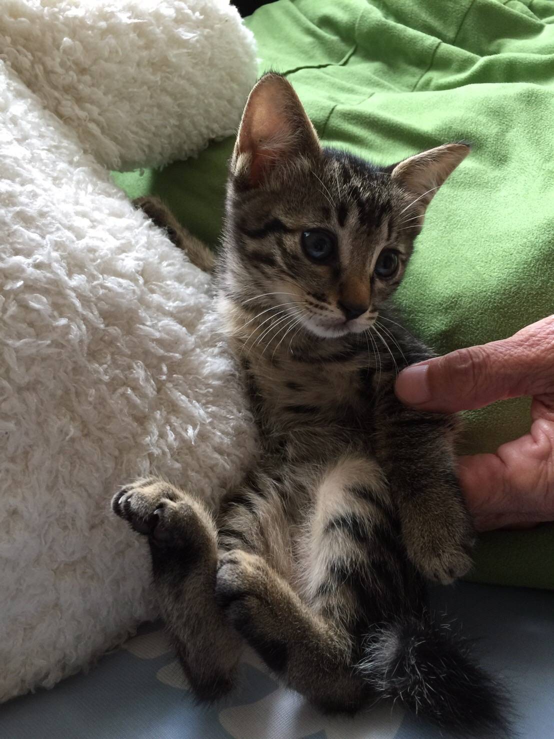 里親様決定❣️幼いお顔の可愛い子ちゃん