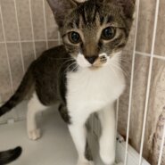 4ヶ月 3兄弟 ちょっとびびりな男の子