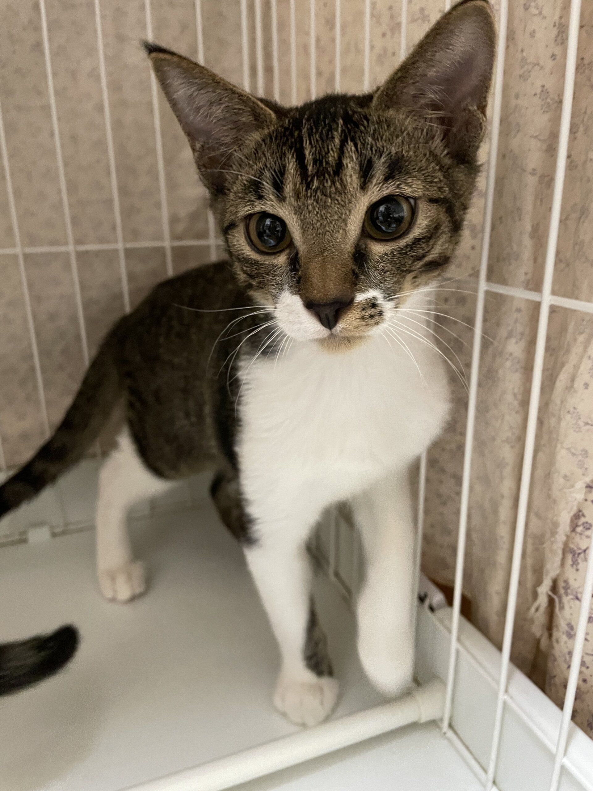 4ヶ月 3兄弟 ちょっとびびりな男の子