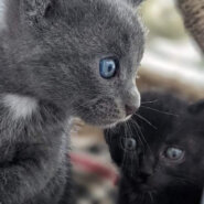 可愛い仔猫グレー2か月