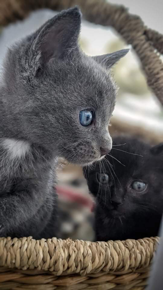 可愛い仔猫グレー2か月