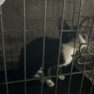 生後6か月〜1歳前後の猫(女の子)