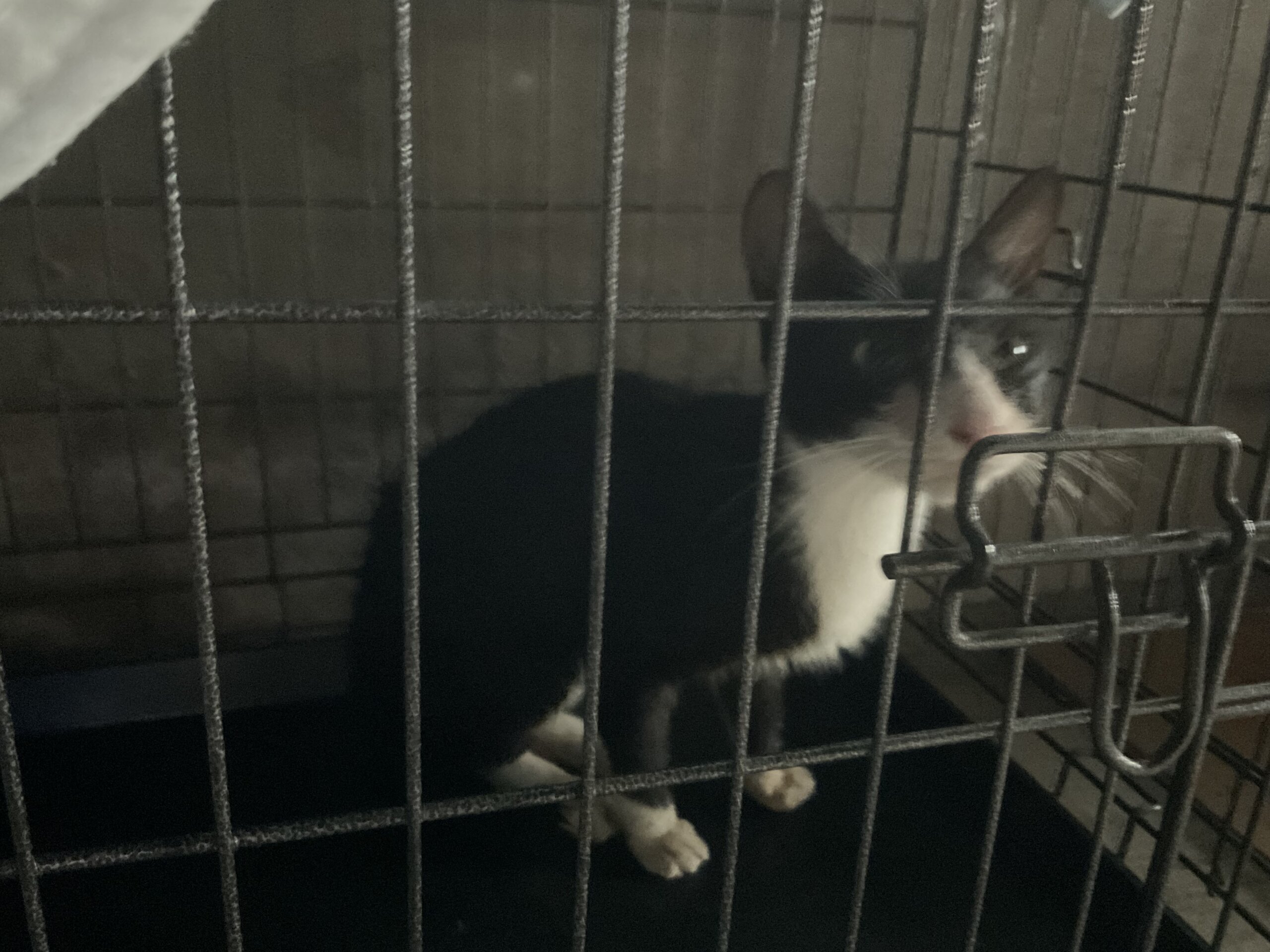 生後6か月〜1歳前後の猫(女の子)