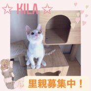 ✩｡* キラくん里親決定*｡✩