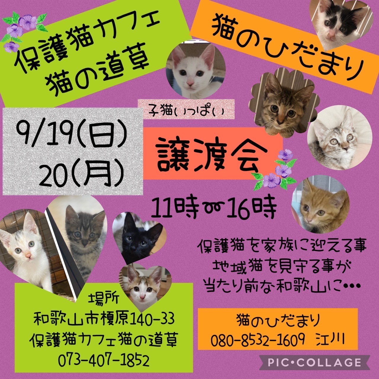 猫の道草＆猫のひだまり　2日間開催　保護猫の譲渡会
