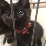 ぼくたち黒丸&錆丸