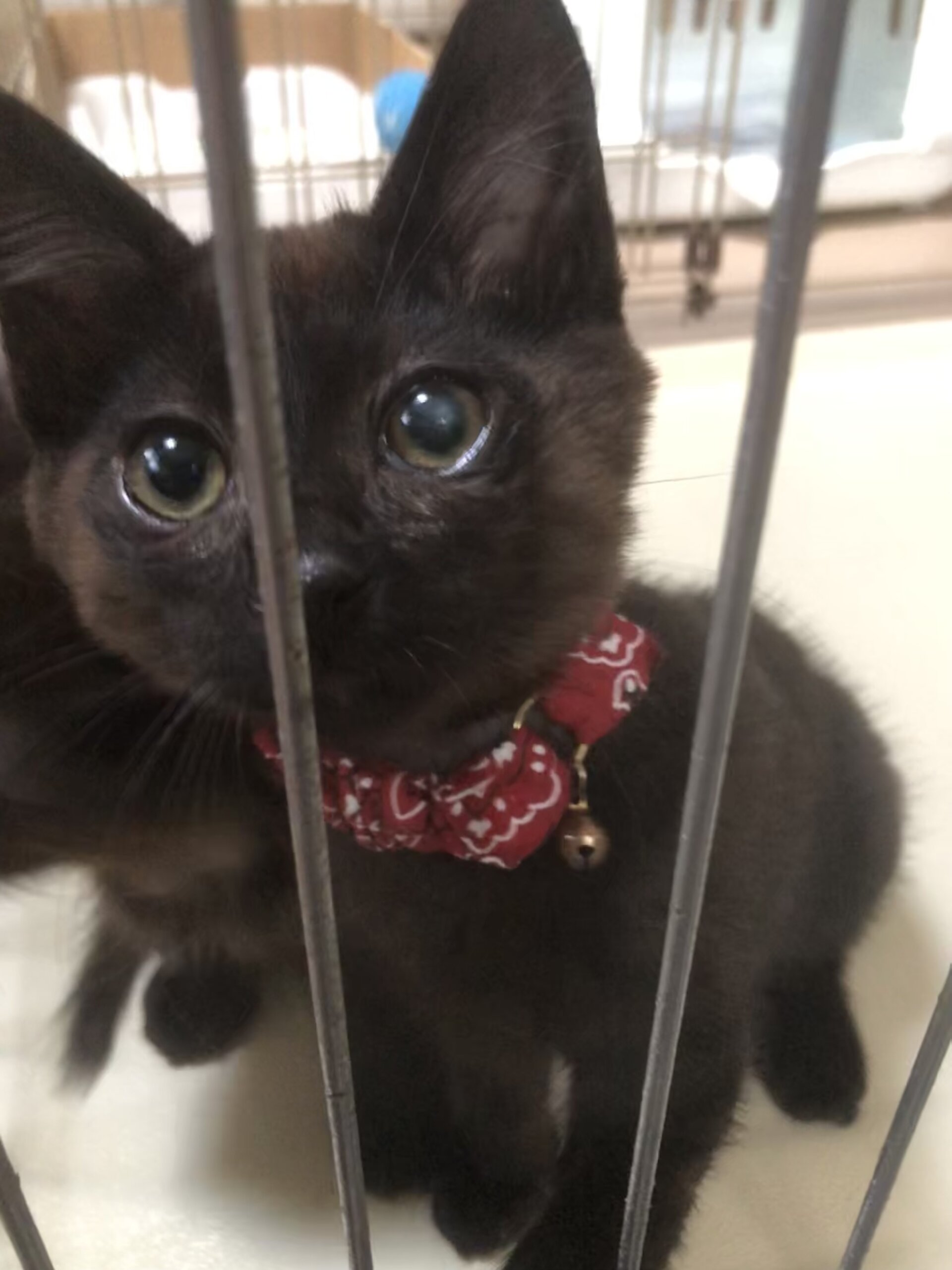 ぼくたち黒丸&錆丸