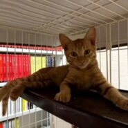 4ヶ月位の男の子