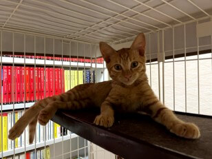 4ヶ月位の男の子