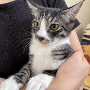 4ヶ月 3兄弟 手袋模様の食いしん坊な男の子