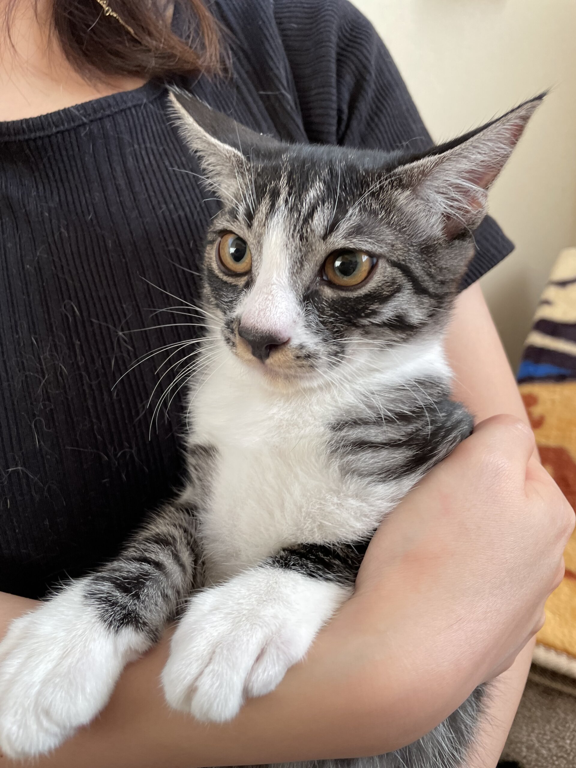 4ヶ月 3兄弟 手袋模様の食いしん坊な男の子