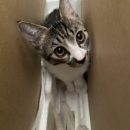 4ヶ月 3匹兄弟 おっとりした優しい男の子