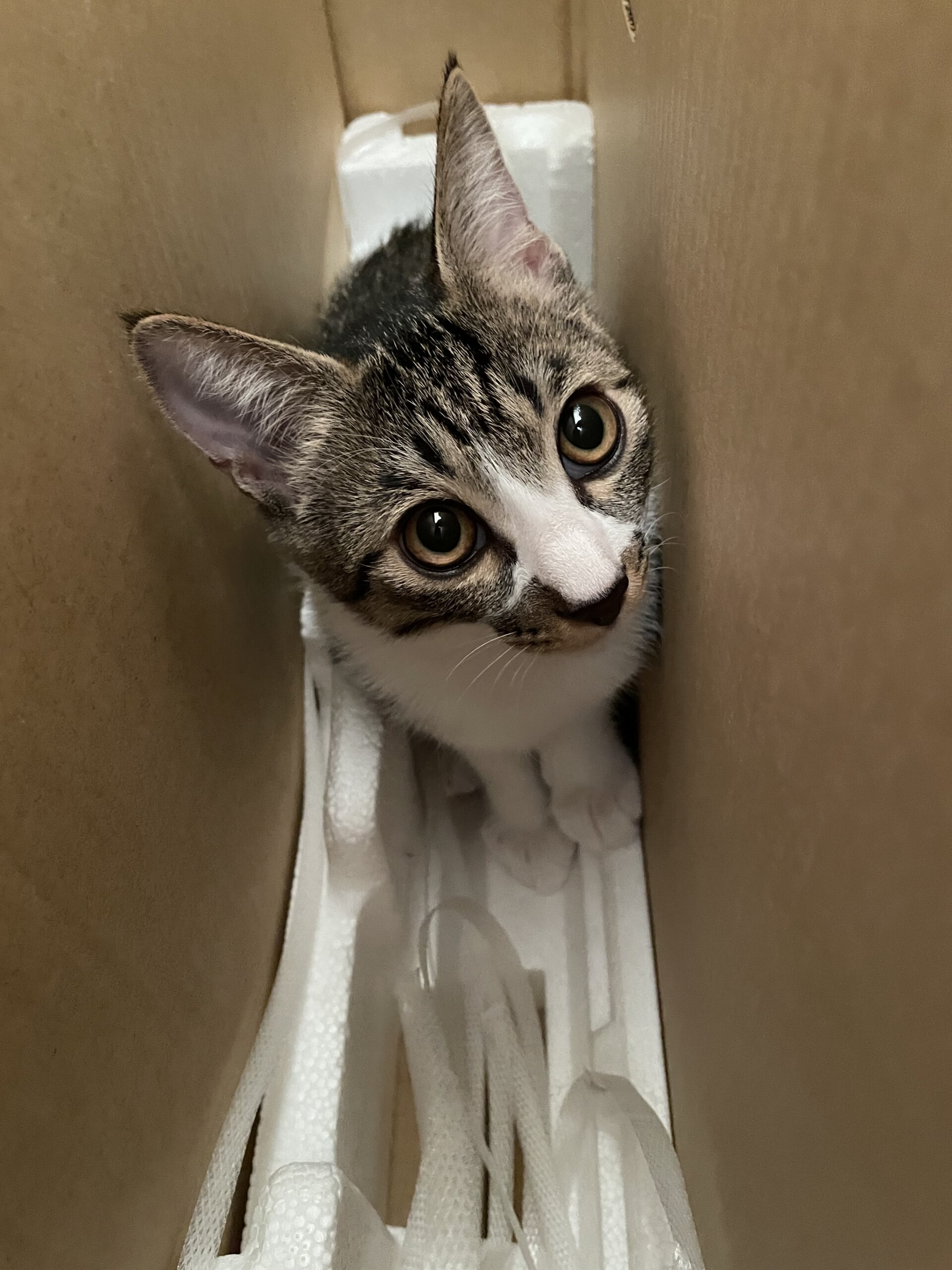 4ヶ月 3匹兄弟 おっとりした優しい男の子