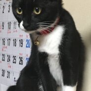 【里親決定】黒白タキシード柄・幸運のかぎしっぽ女子