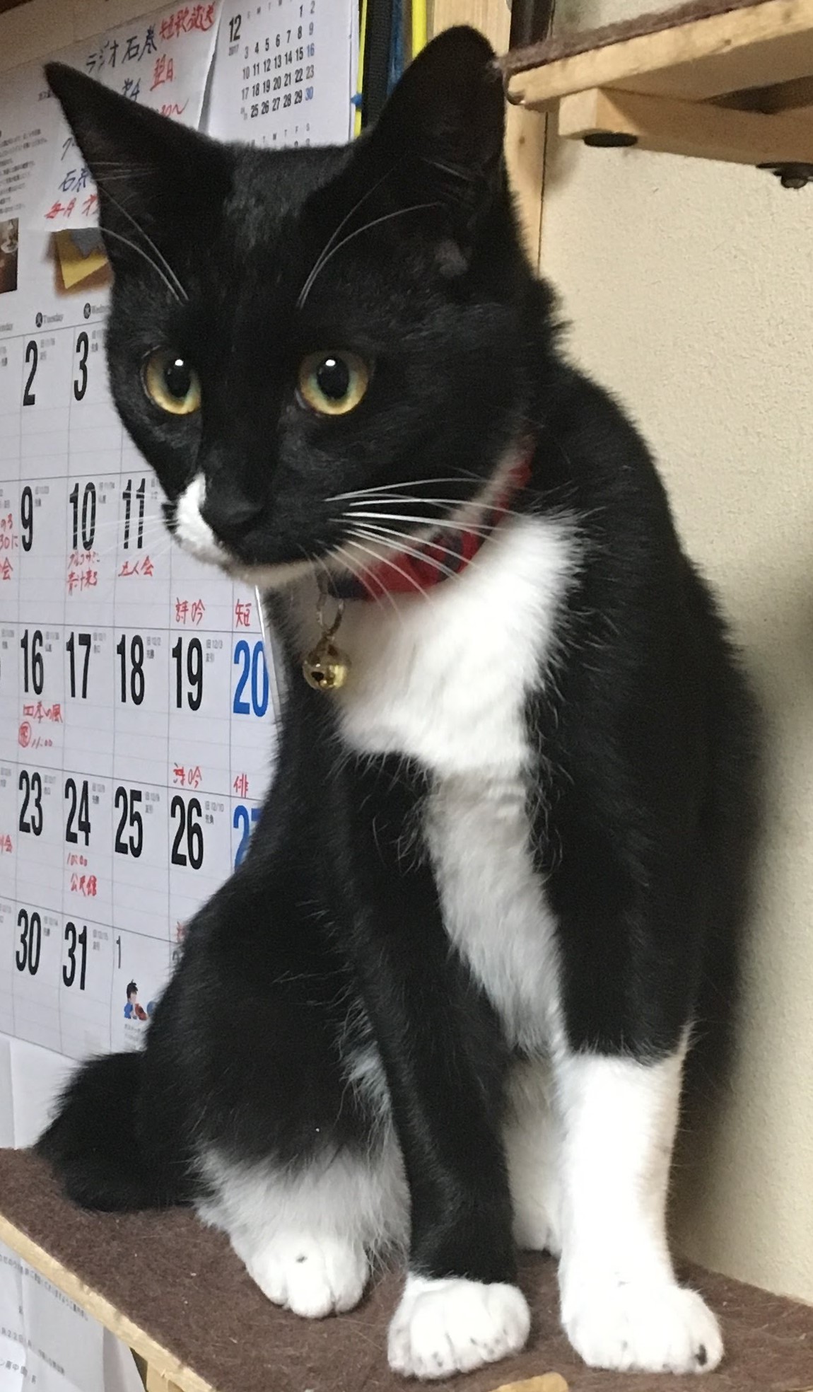 【里親決定】黒白タキシード柄・幸運のかぎしっぽ女子