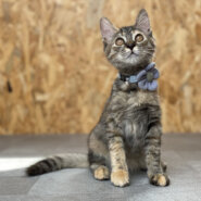 ♡Oliちゃん里親決定♡