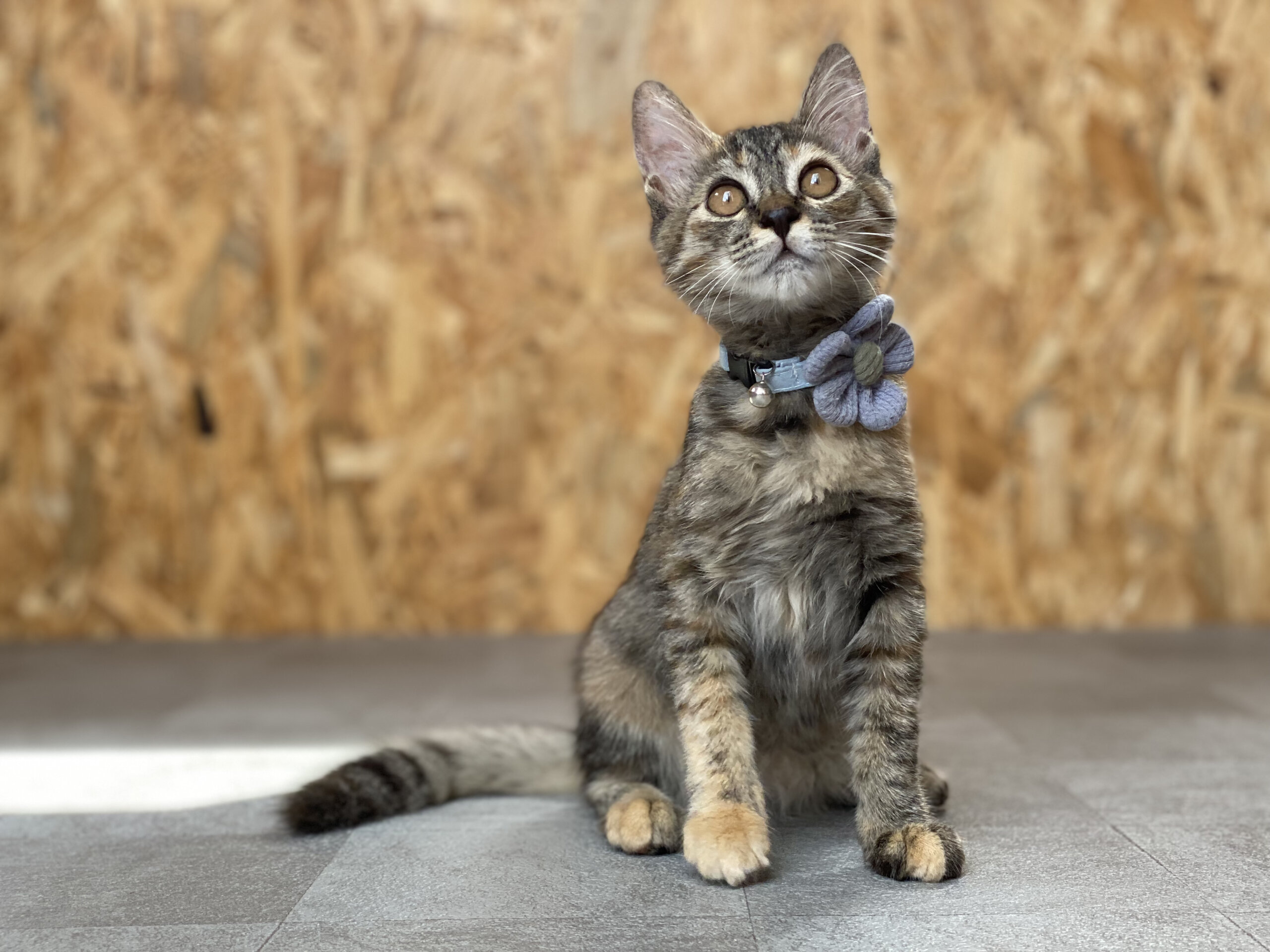 ♡Oliちゃん里親決定♡