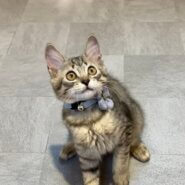 ♡ モフモフのmale ♡里親決定！