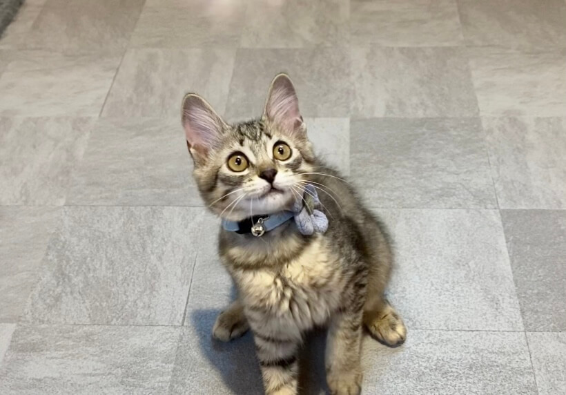 ♡ モフモフのmale ♡里親決定！