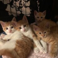 預かりボランティアさん募集