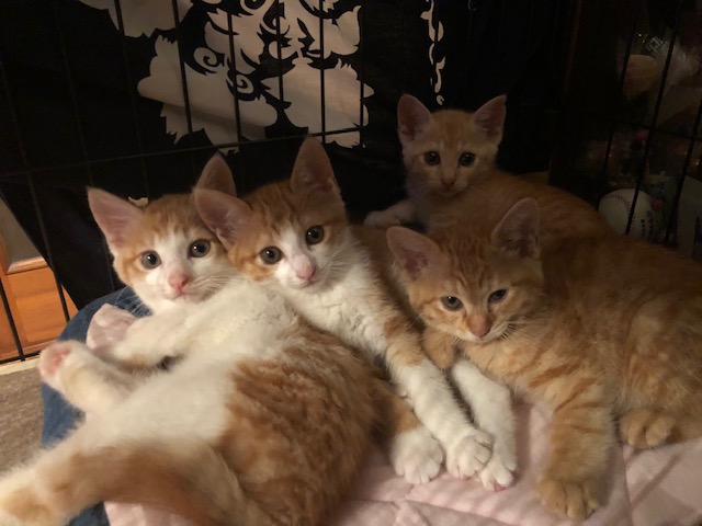 預かりボランティアさん募集