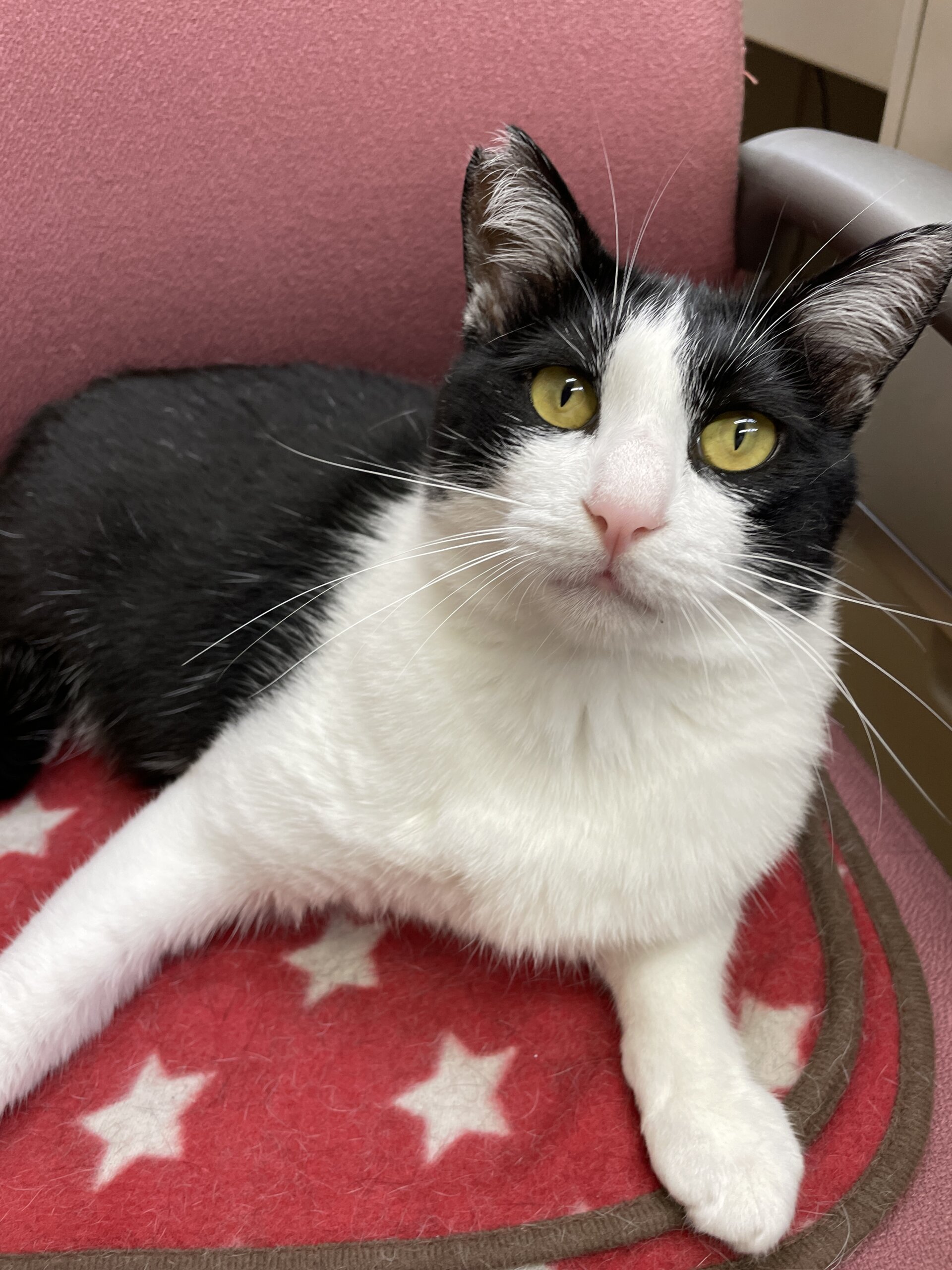 寂しがりやで抱っこ大好き甘えん坊