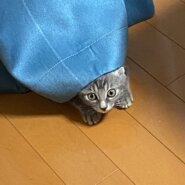 生後3ヶ月前後の子猫　男の子