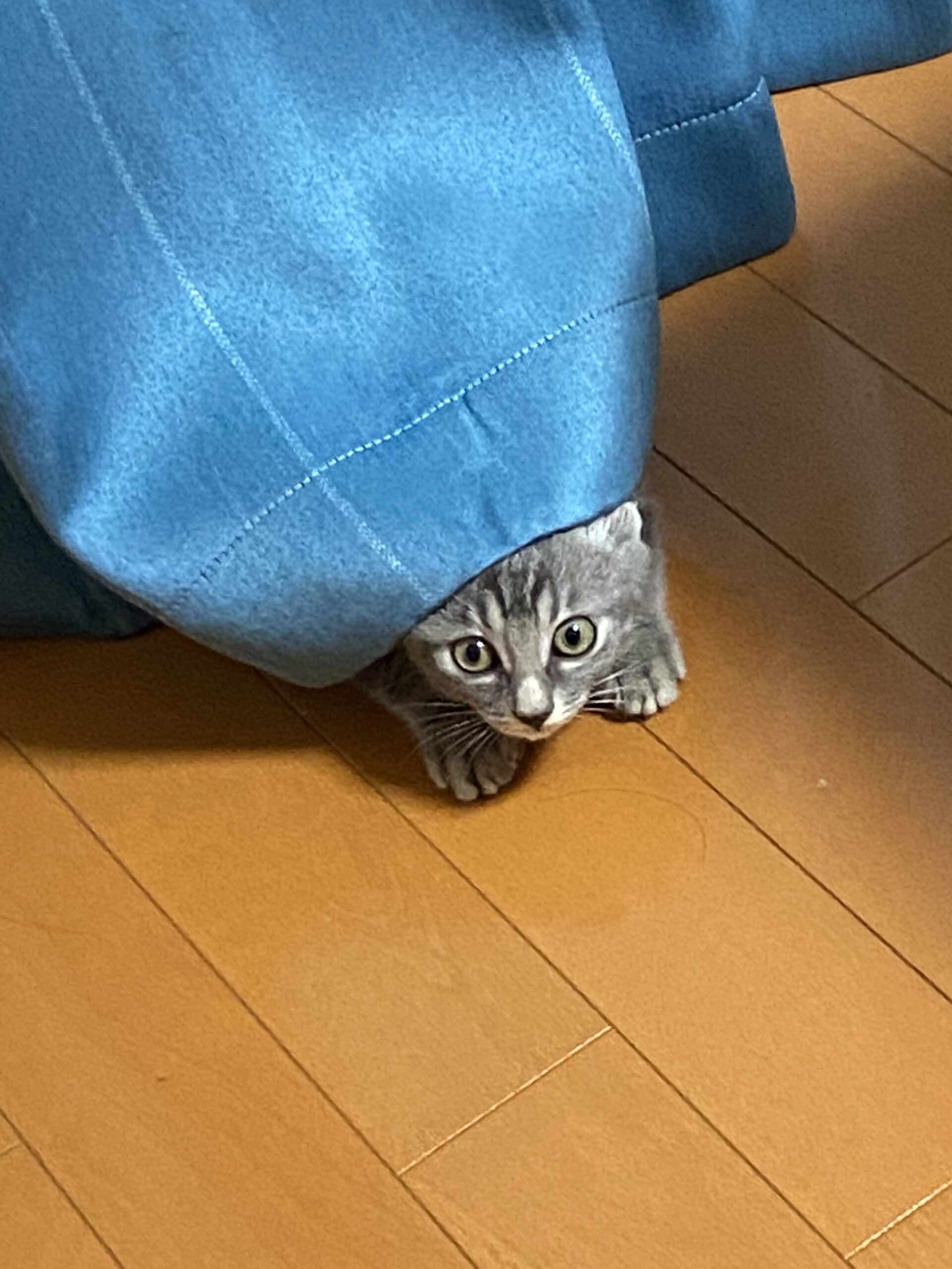 生後3ヶ月前後の子猫　男の子