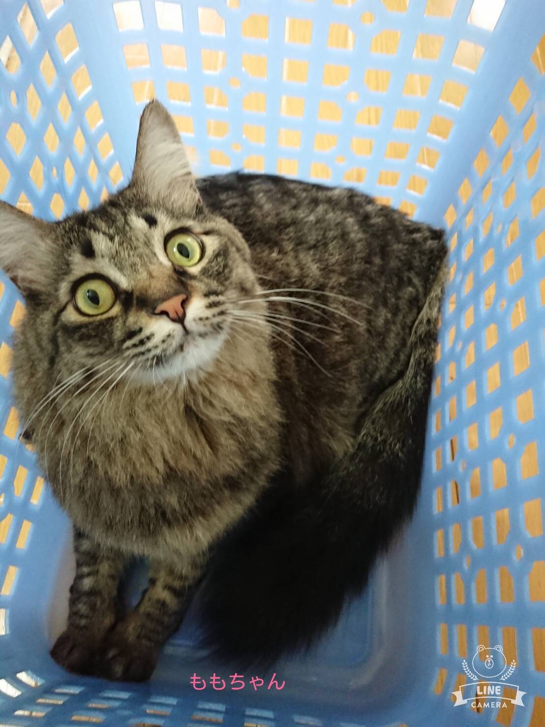 長毛おっとりさんの「ももちゃん」