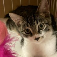 可愛いキジ白子猫の海（カイ）ちゃん！