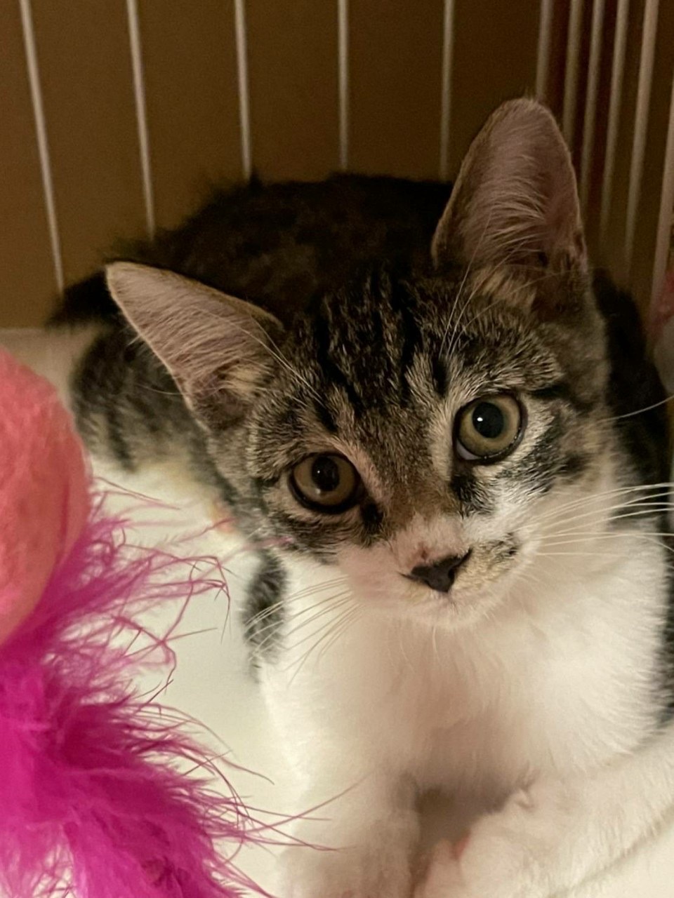 可愛いキジ白子猫の海（カイ）ちゃん！