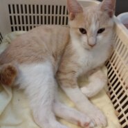 【保護猫】でん推定9ヶ月♂茶白