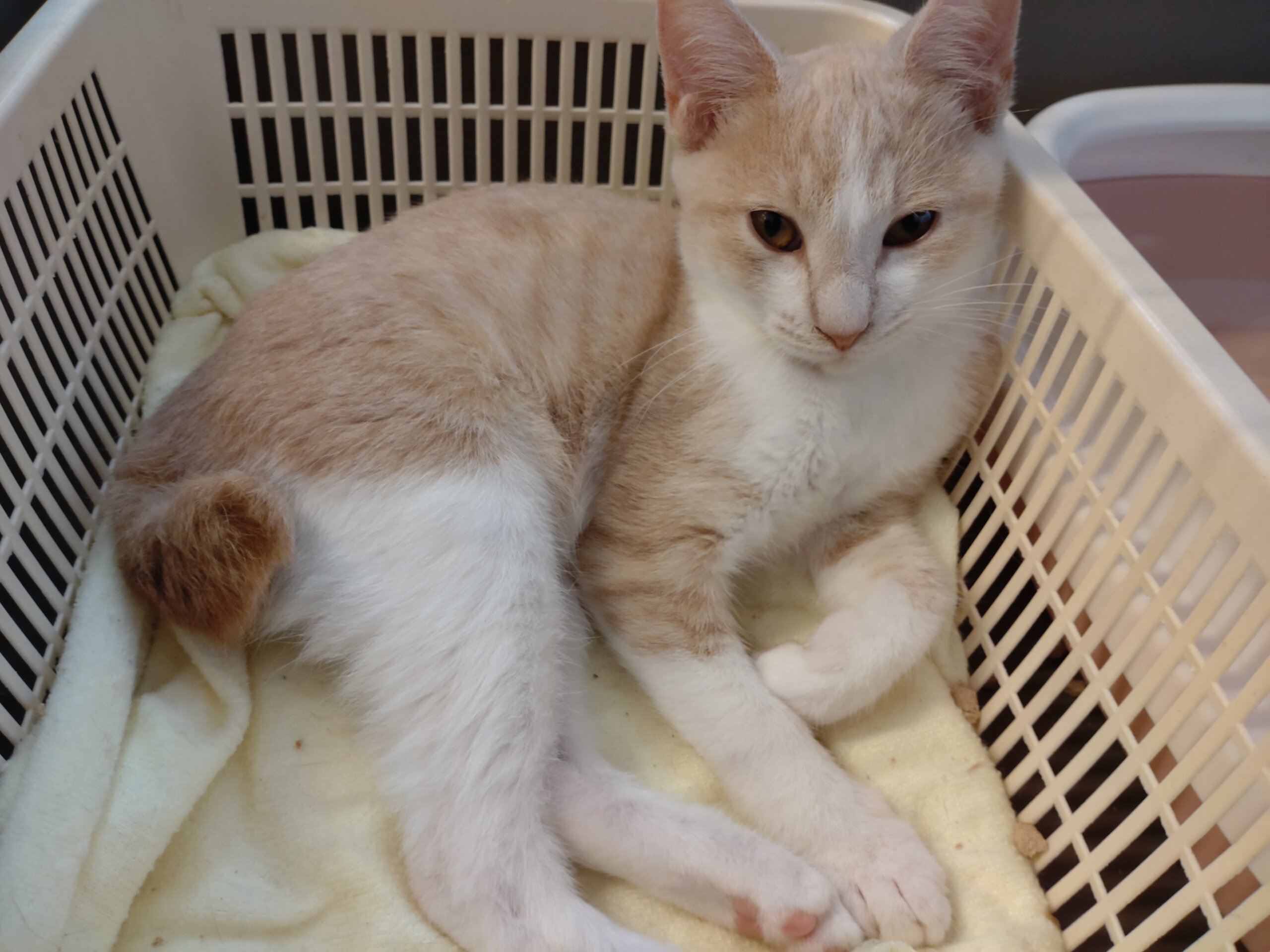 【保護猫】でん推定9ヶ月♂茶白