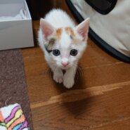 ふくふくころころ三毛にゃんのシュガーちゃん